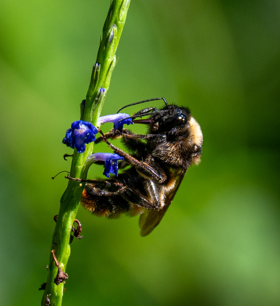 Searching for pollen by Cindy Post