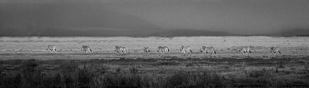 Zebras Crossing the Landscape by David Kepley