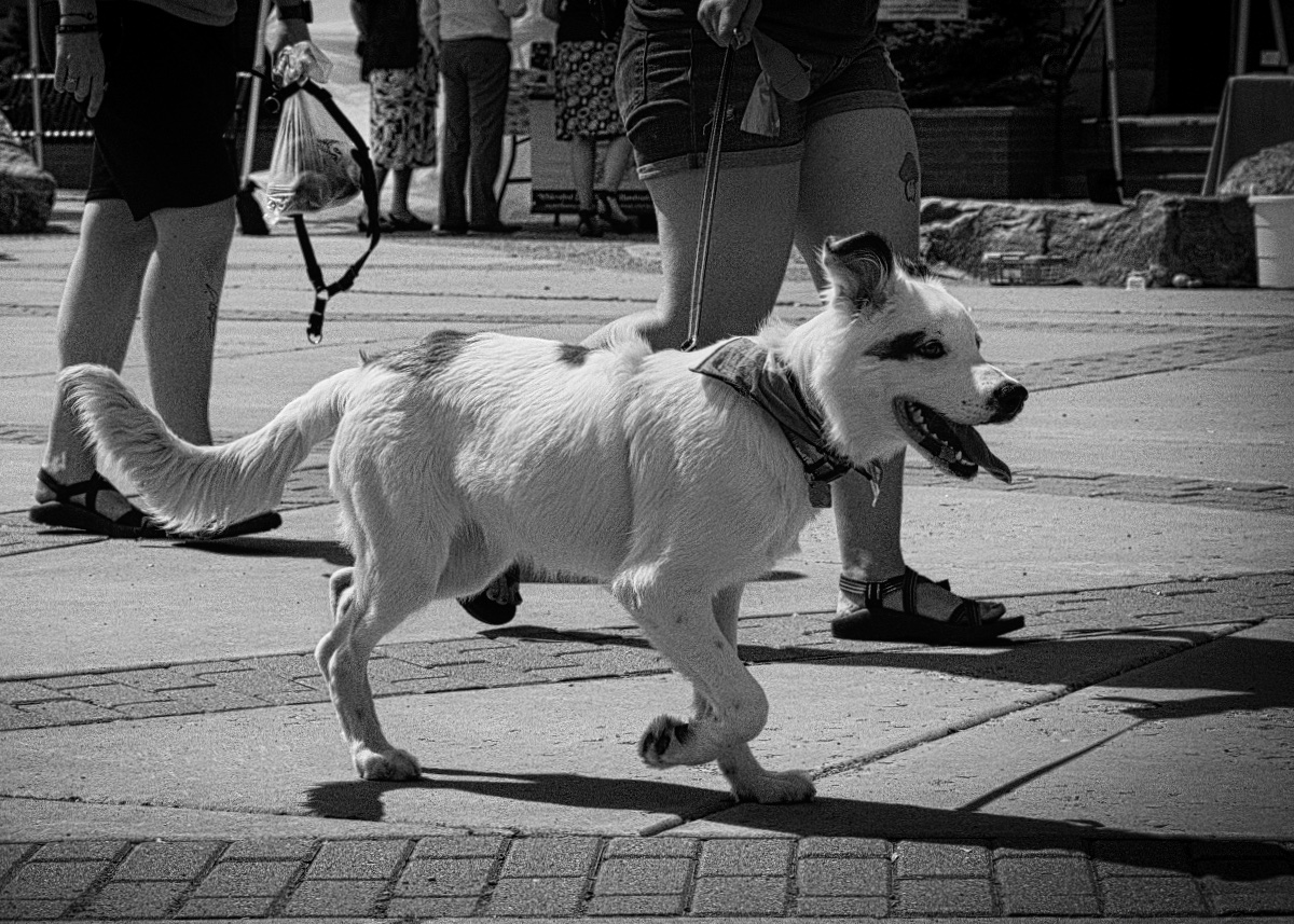 Market Puppy Dog by Chuck Carstensen
