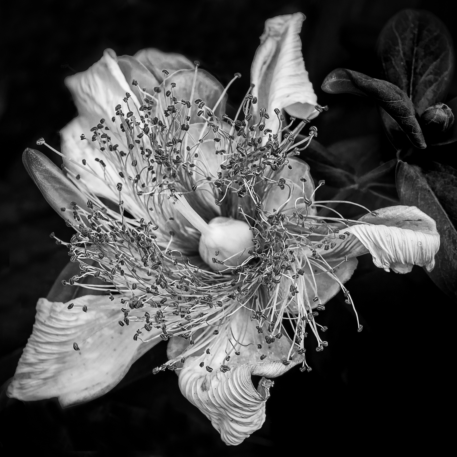 Blossom in Black and White by Lorna Zaback