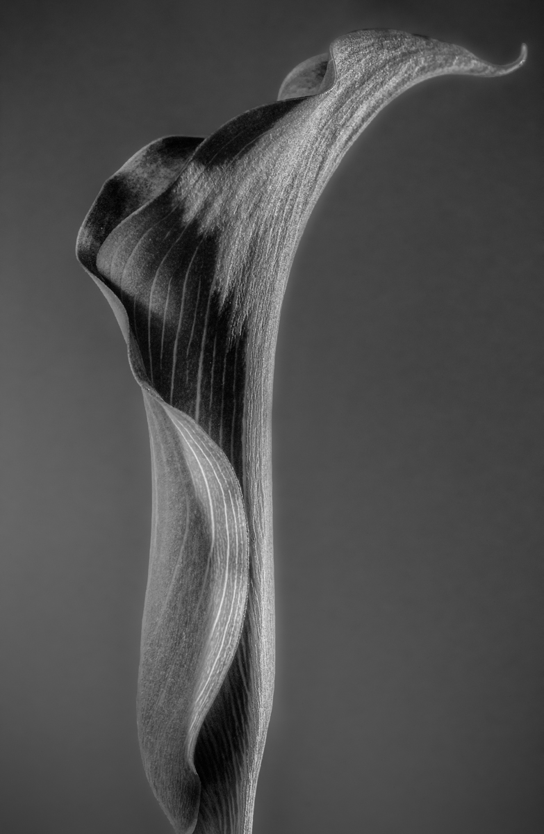 Calla Lily in Black and White