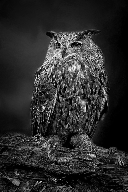 Eurasian Owl 4 by Cindy Lynch