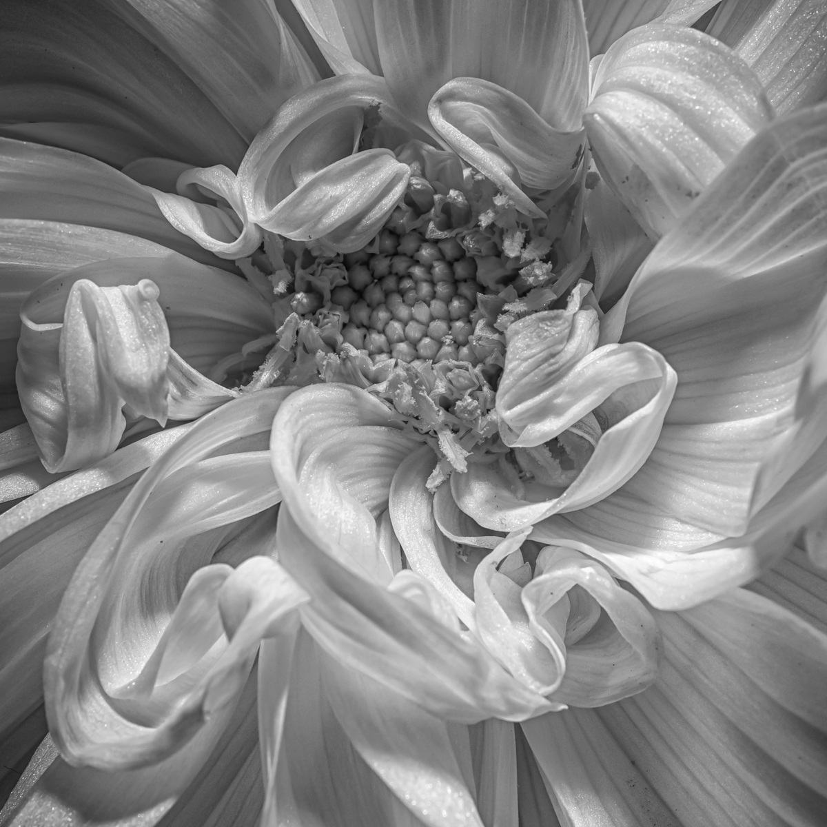 Fading Dahlia by Lorna Zaback