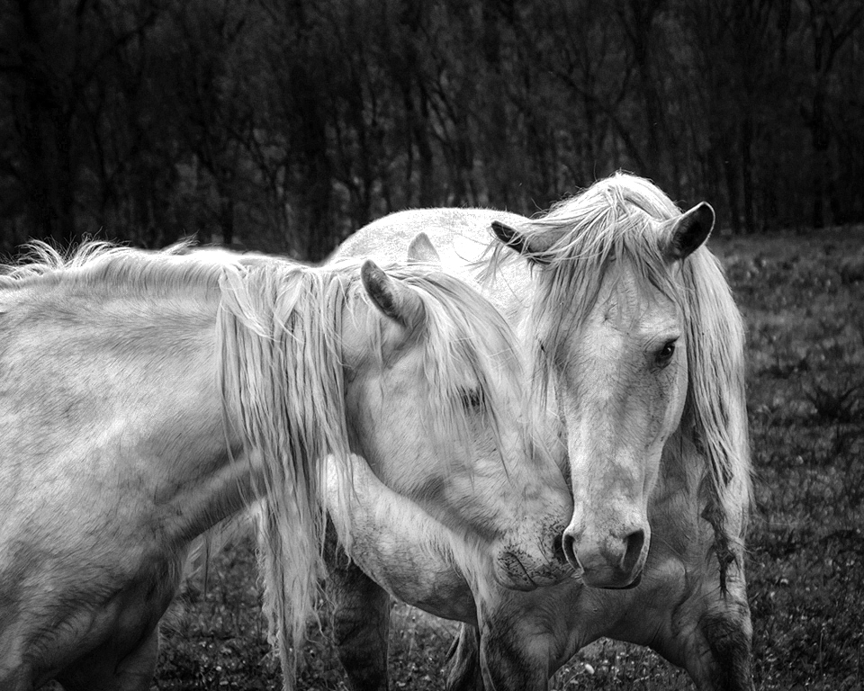 Feral Horses of Shann County by Cindy Lynch