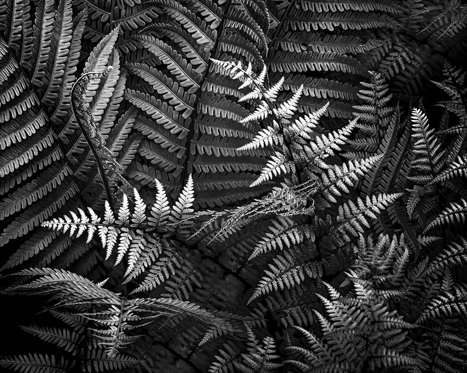 Ferns