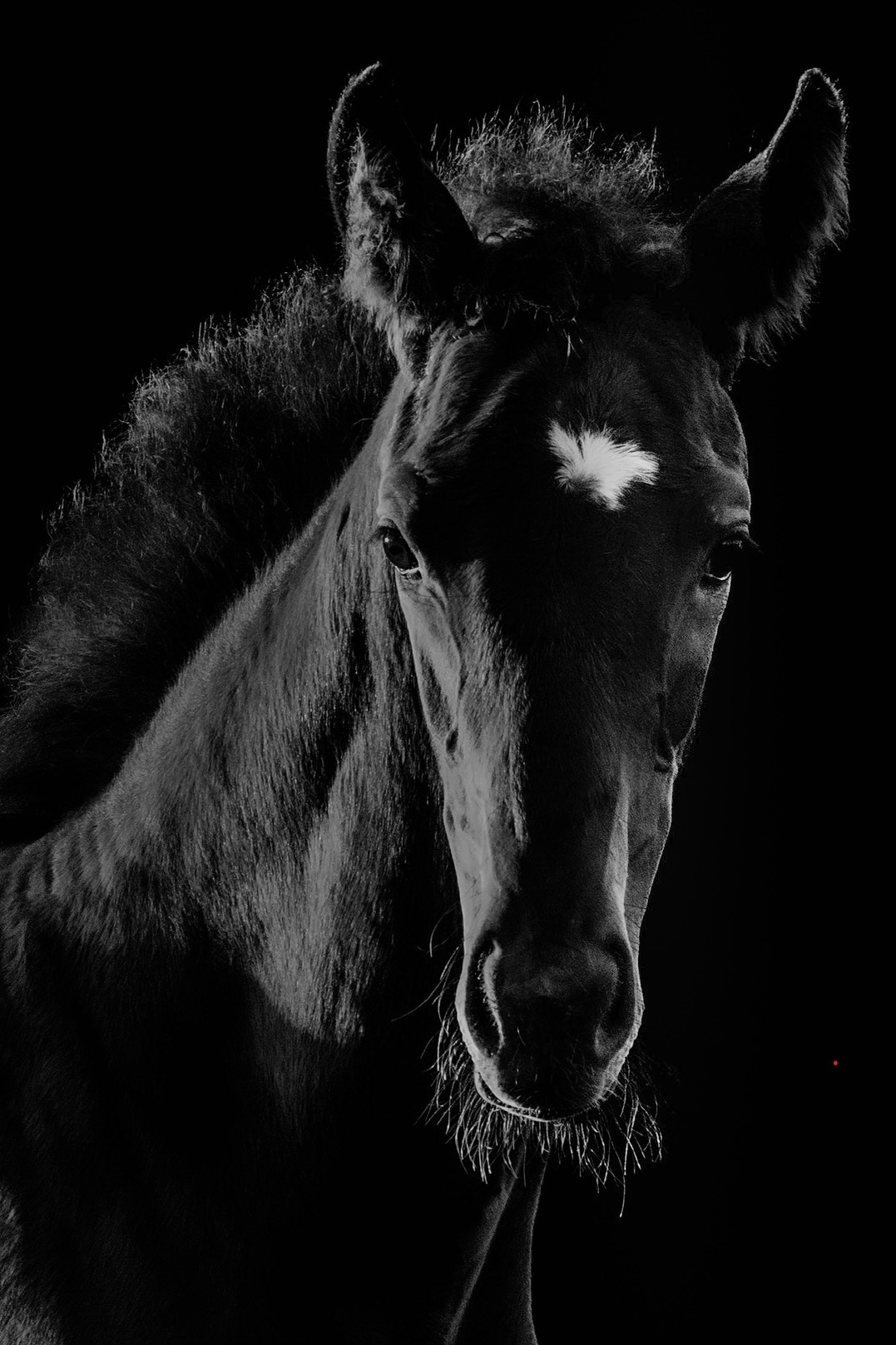 Foal by Ger Walsh