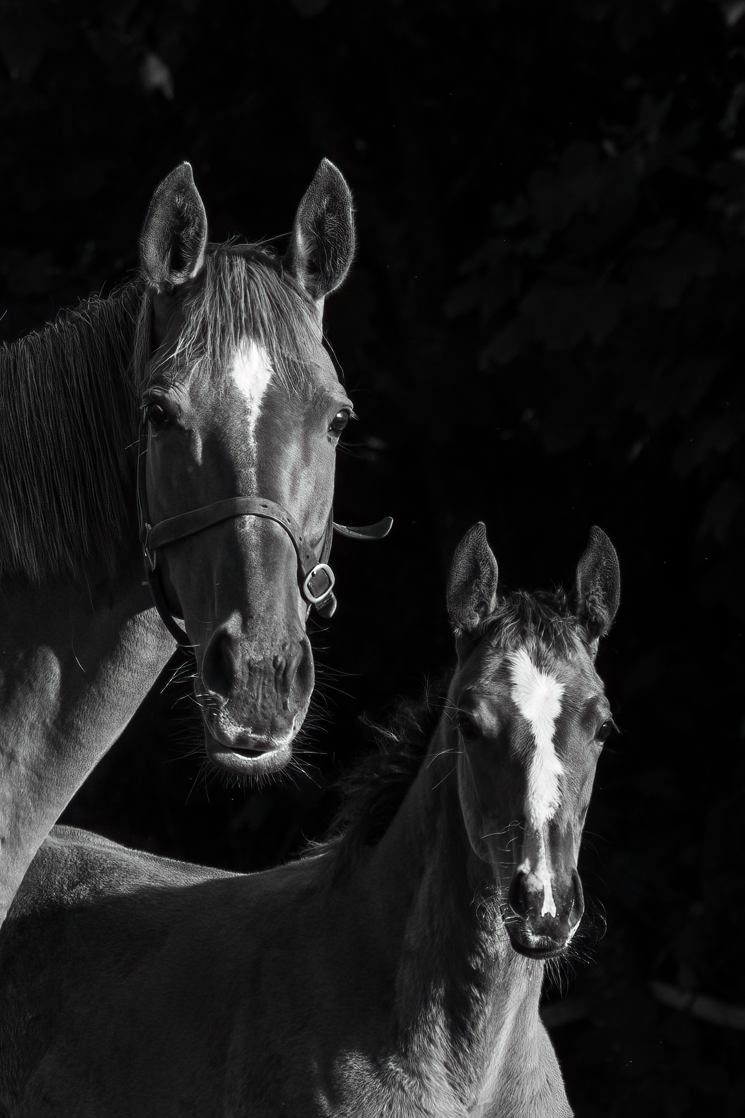 Mare and Foal by Ger Walsh