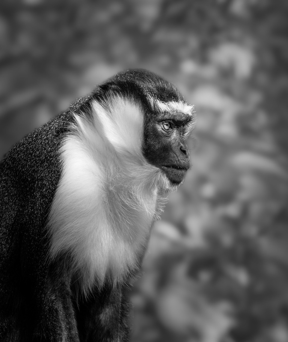 Monkey