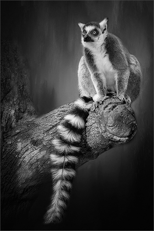 Ring Tail Lemur by Cindy Lynch