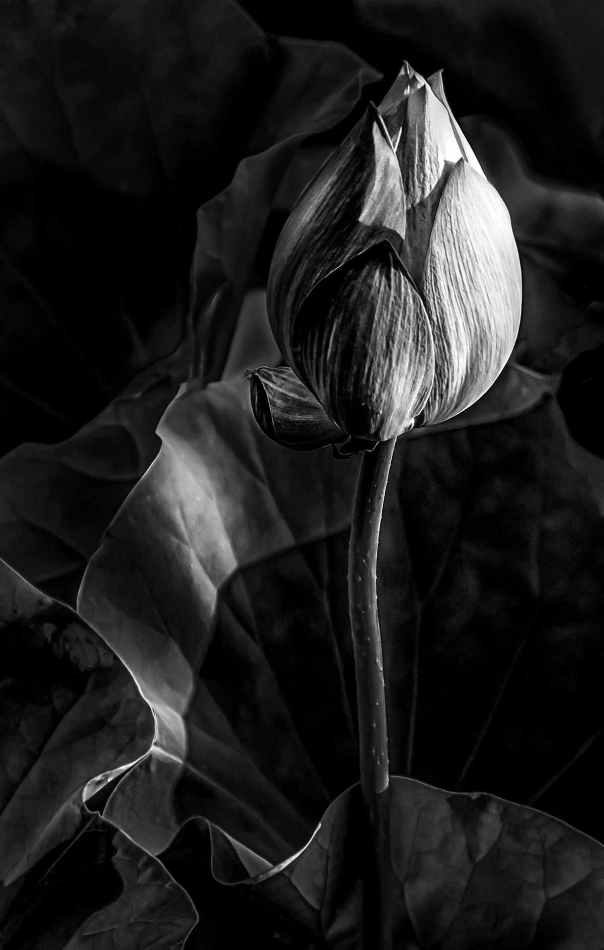 Water Lily Bud by Cindy Lynch