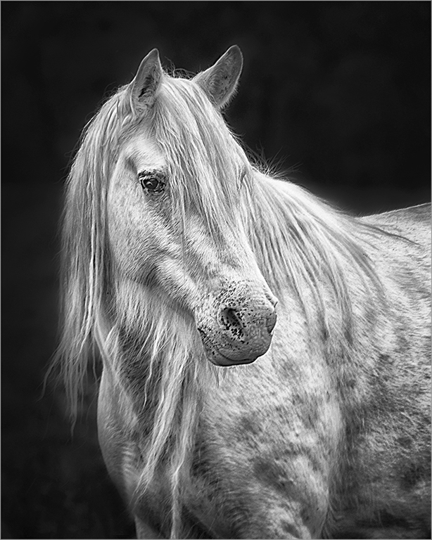 Wild Horse by Cindy Lynch