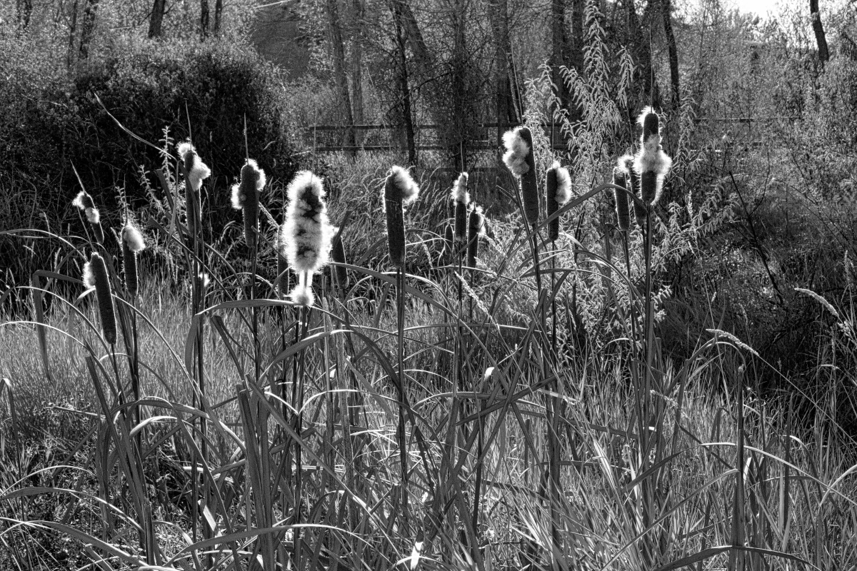 Cat Tails by Chuck Carstensen