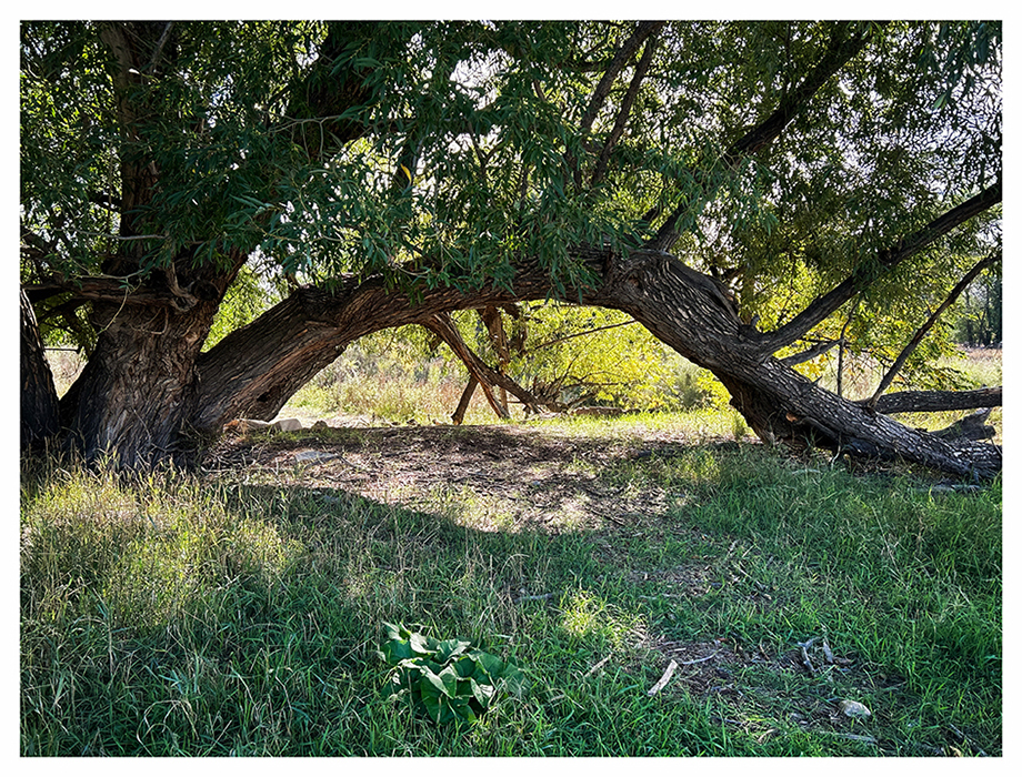 The Arch by Robert Barley