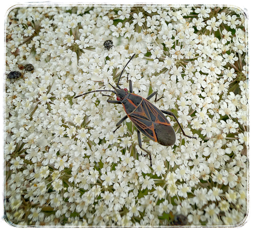 Battle of the Bugs by Sol Blechman