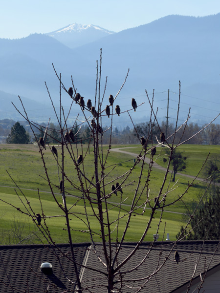 April 2026 - Sol Blechman