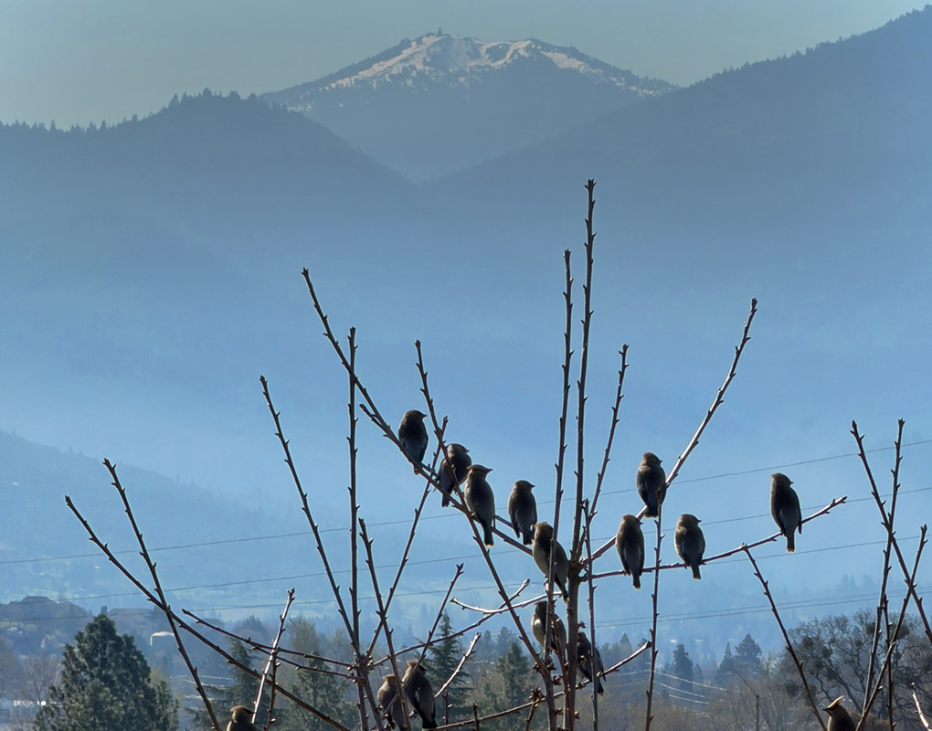 Birds Enjoying Scenery - How I Didn't by Sol Blechman