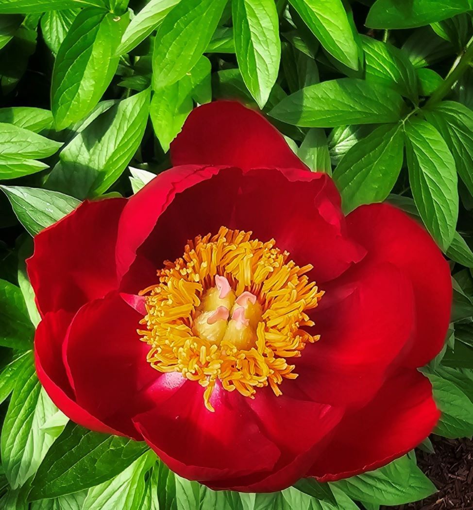 First Spring Peony by Rita Blockman