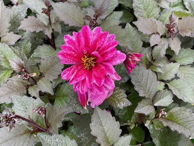 Spring is Coming by Richard Sprott