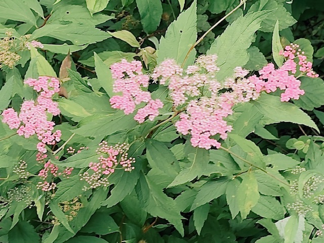 Japanese Spirea by Richard Sprott