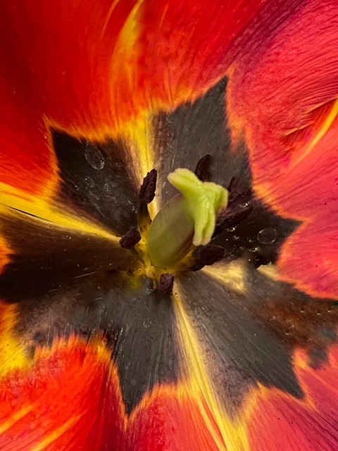 tulip up close by Richard Sprott