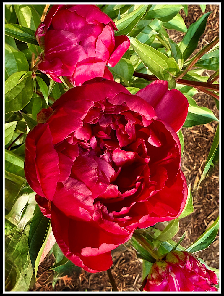 My Forever Peony by Jerry Hug
