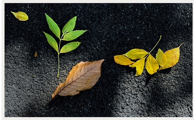 Fall Color by Robert Barley