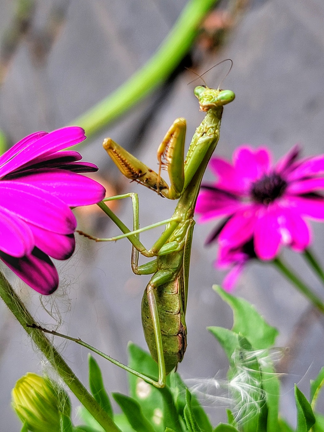 PRAYING MANTIS by Lynne Royce