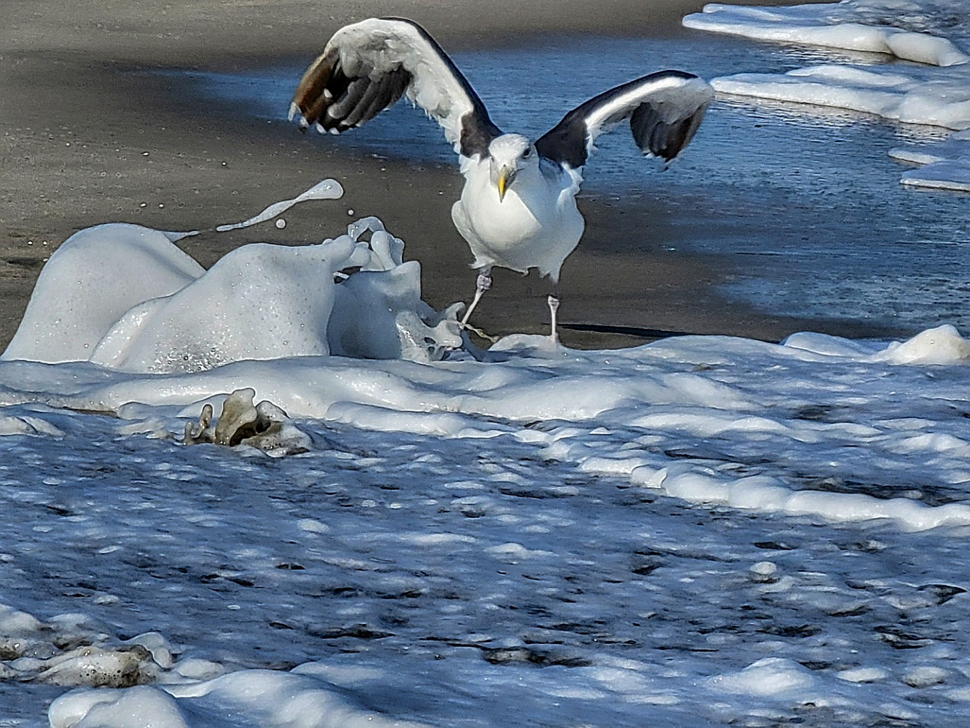 Gull Lost Dinner by Lynne Royce
