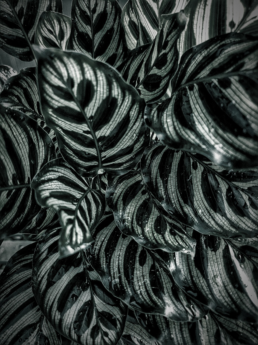 Leaves by Lynne Royce