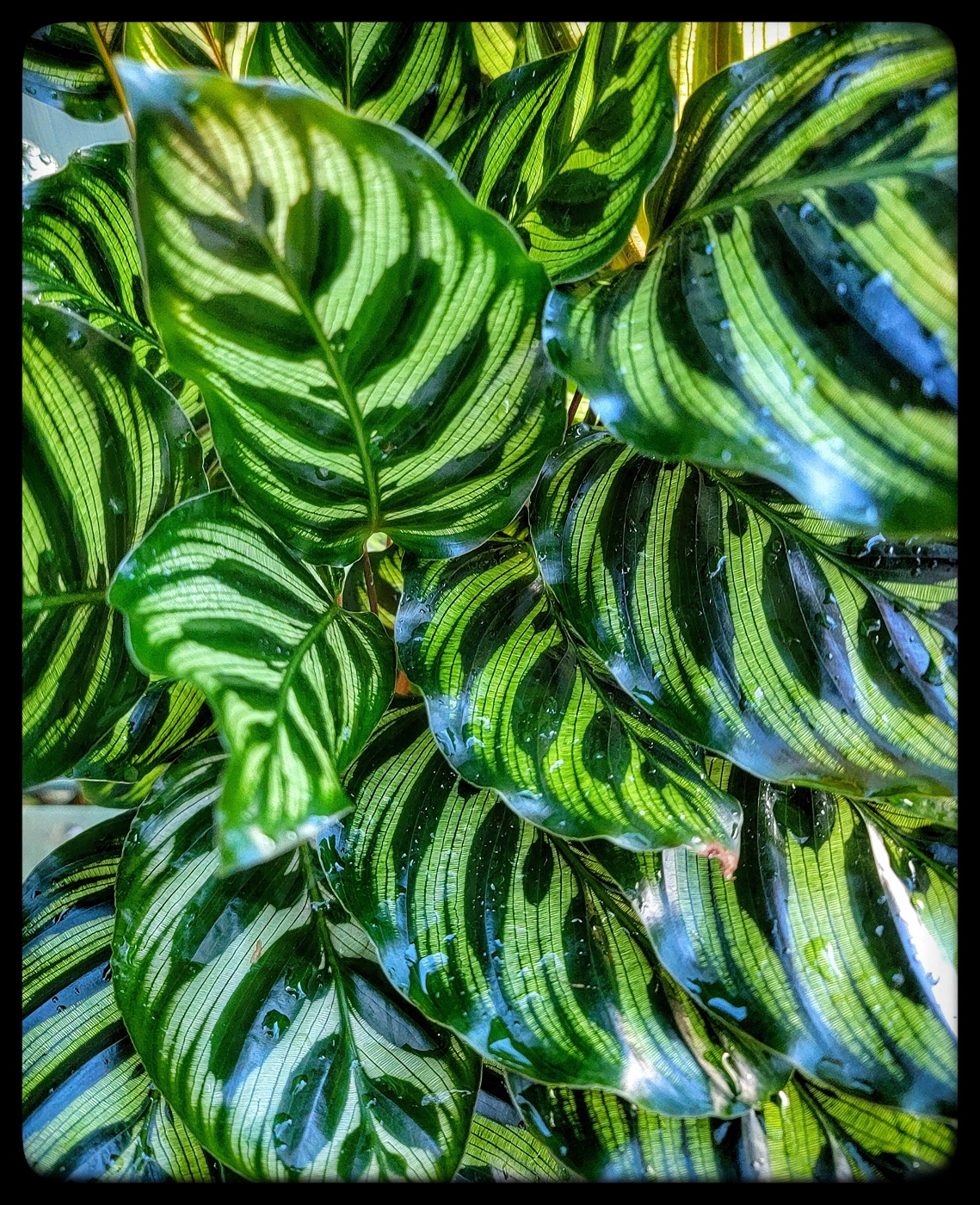 April 2026 - Lynne Royce