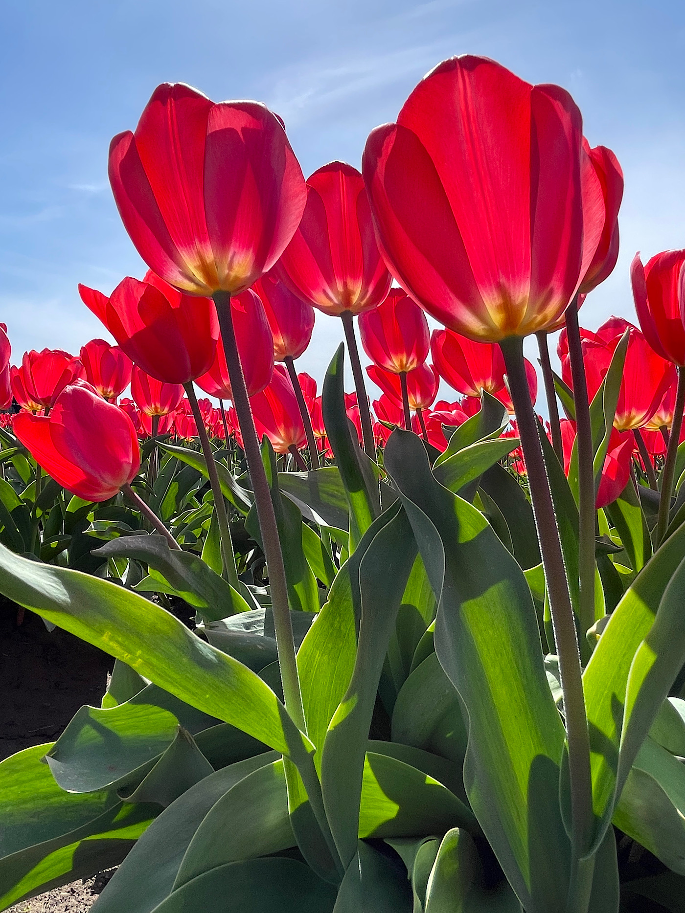 Tulip Time by Pamela Hoaglund