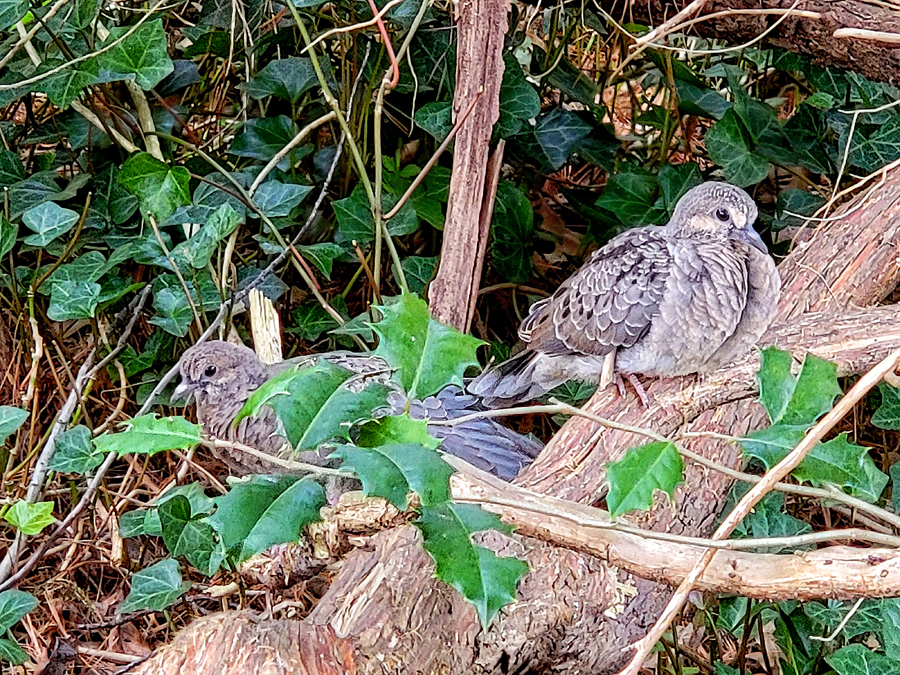 Mourning Doves by Lynne Royce