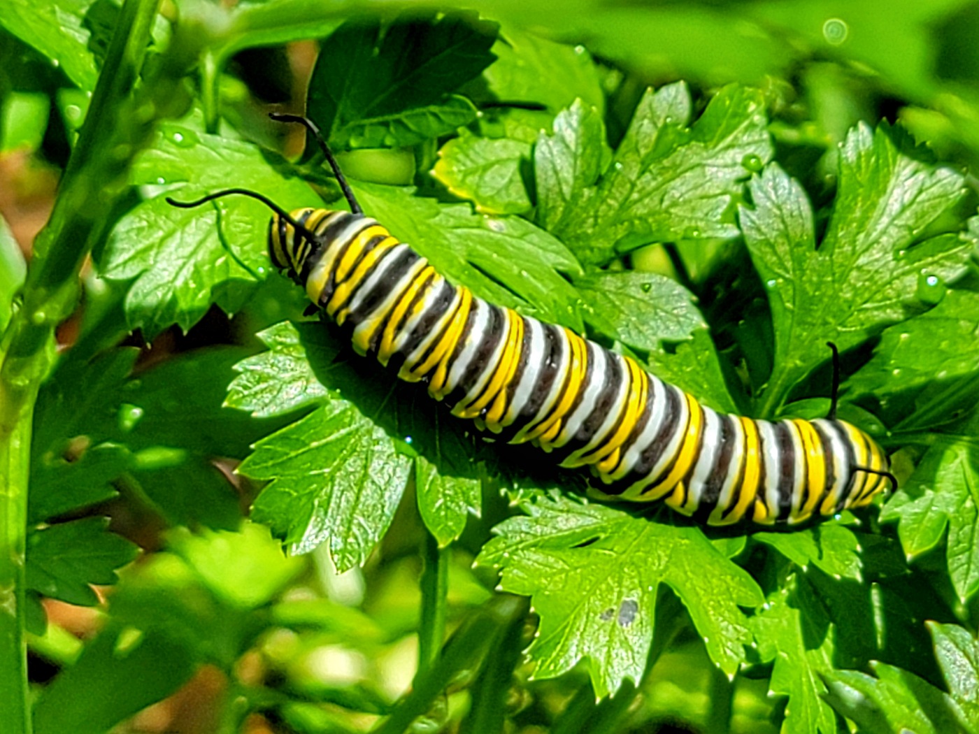 CATERPILLARS by Lynne Royce