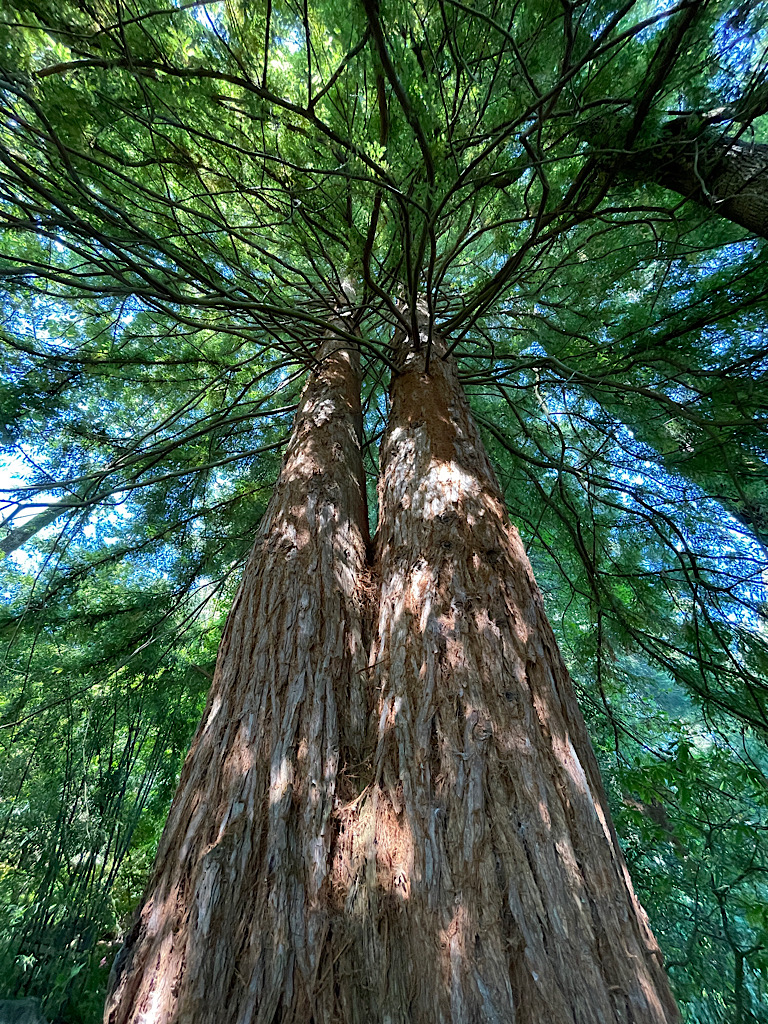 Looking Up by Pamela Hoaglund