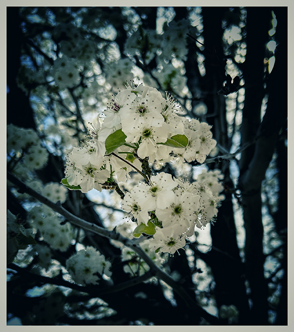 Pear Blossoms by Robert Barley