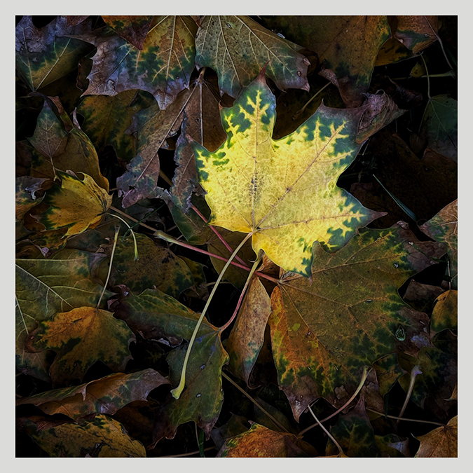 Yellow Leaf by Robert Barley