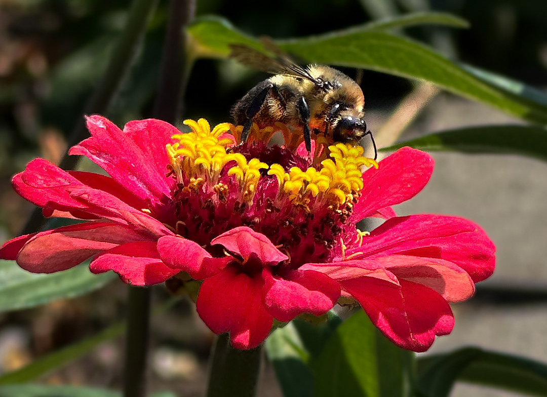 Flower and Bee - How I Did It by Sol Blechman