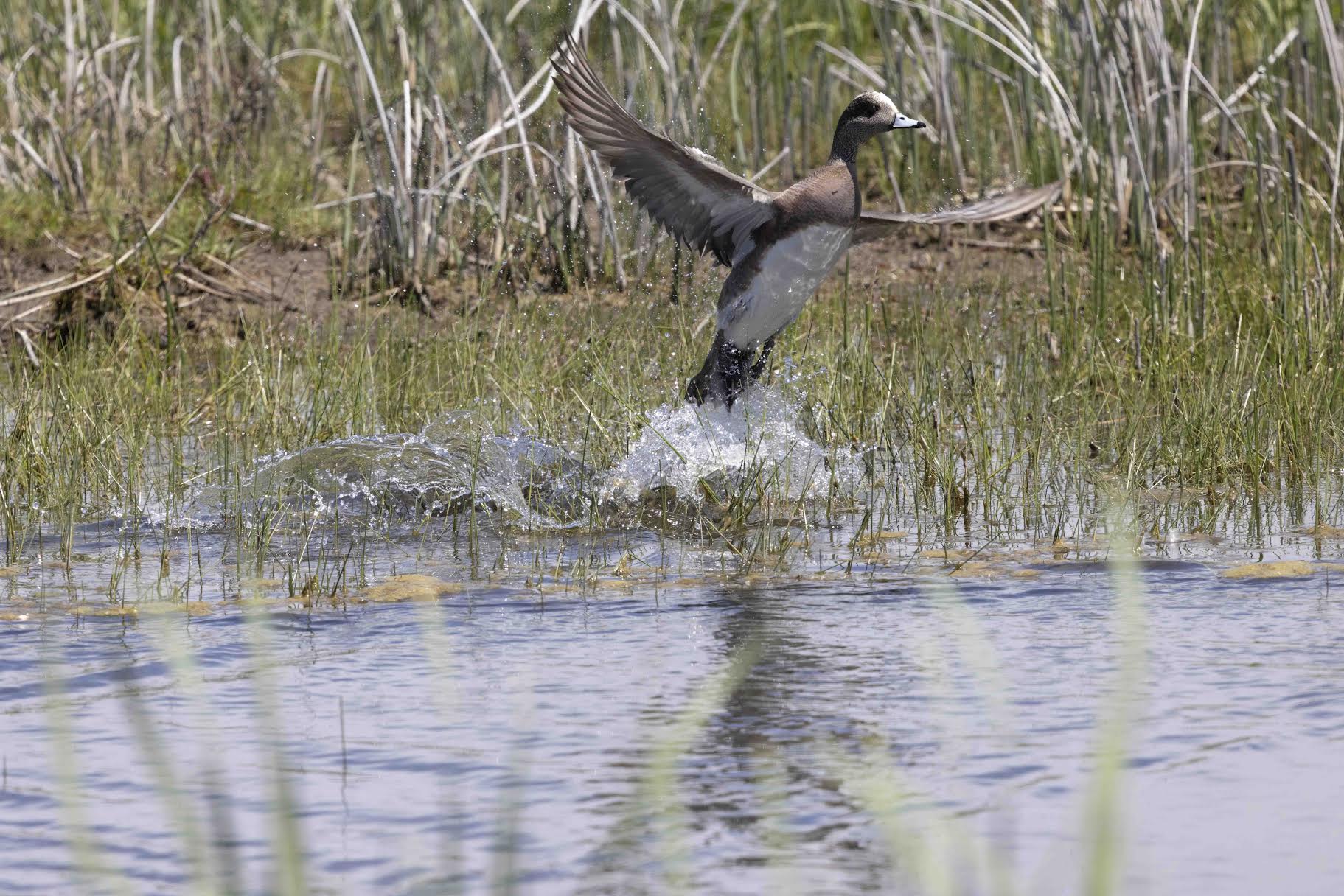 American Widgeon in Ash Creek Wildlife Area by Polly Krauter