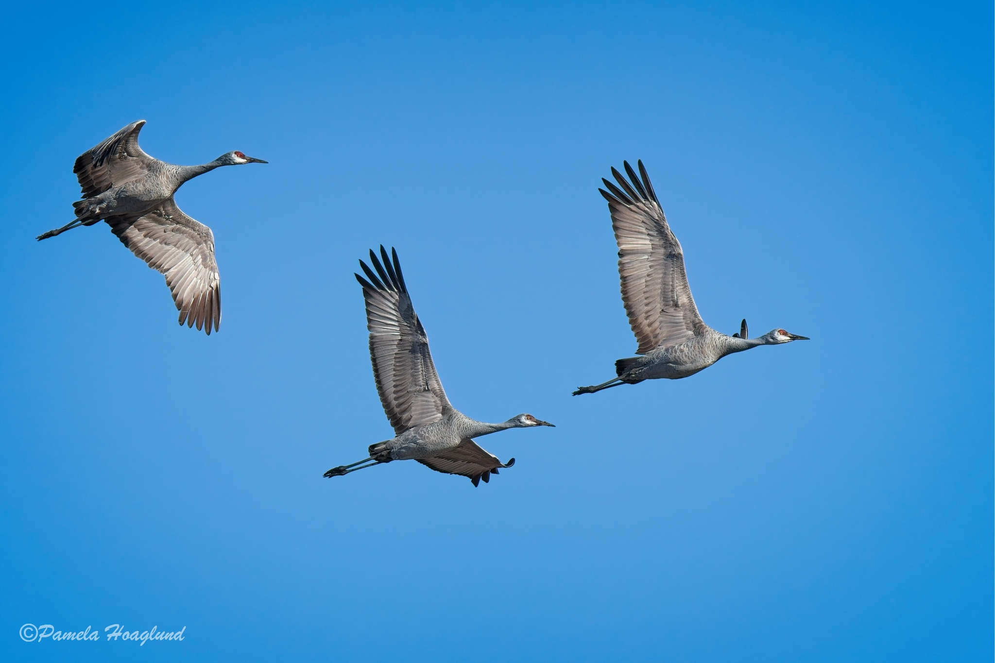 Sandhill Cranes in Flight by Pamela Hoaglund