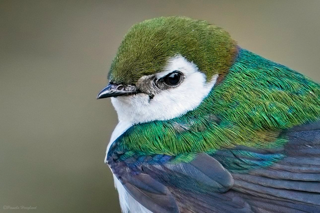 Violet-green Swallow by Pamela Hoaglund
