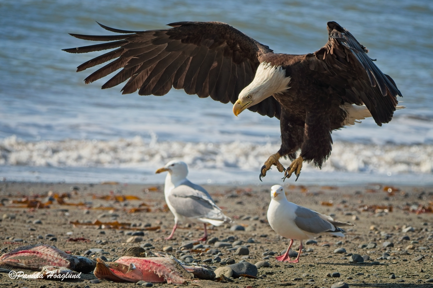 Eagle Landing by Pamela Hoaglund