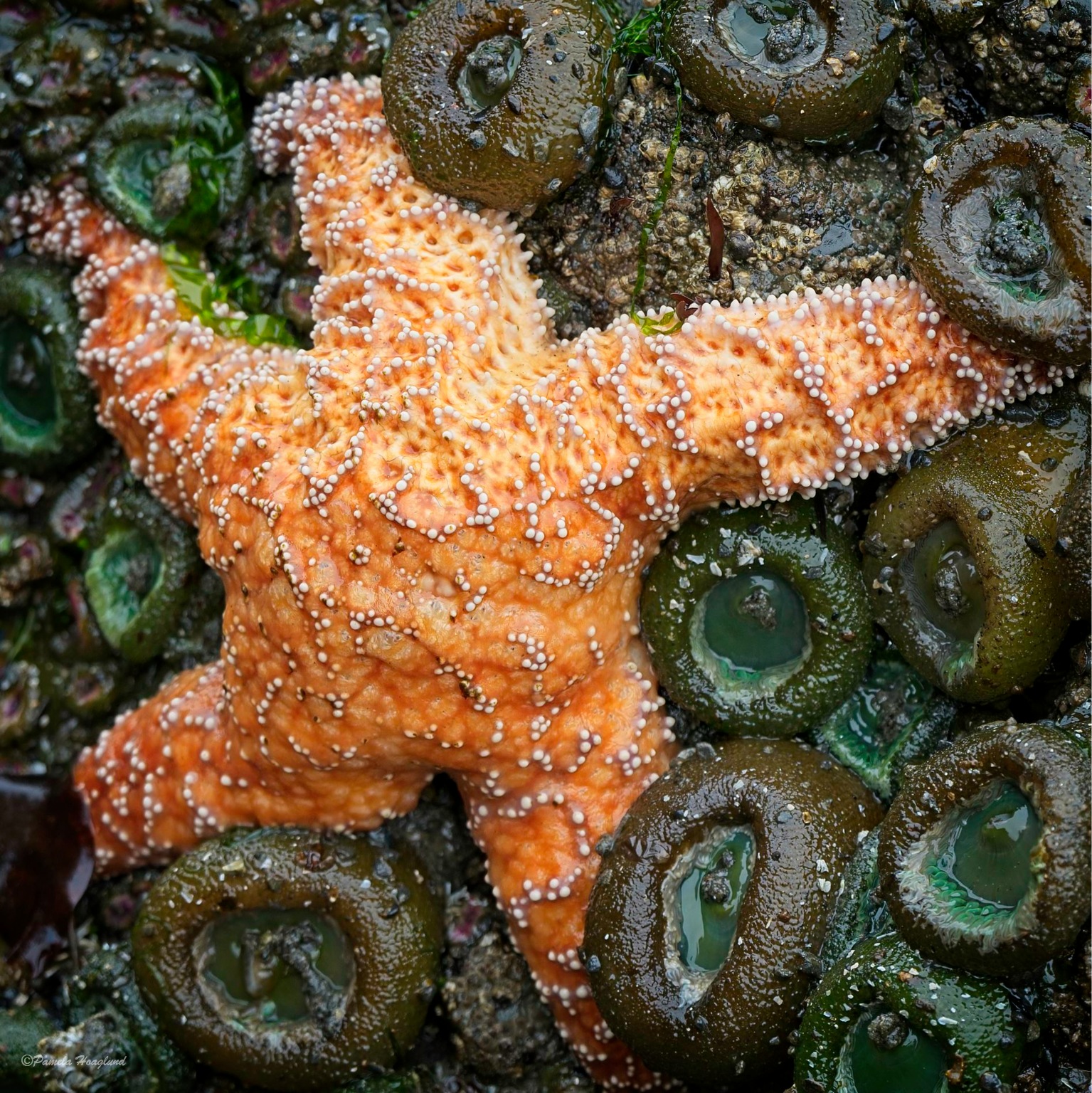 Starfish and Sea Anemone by Pamela Hoaglund