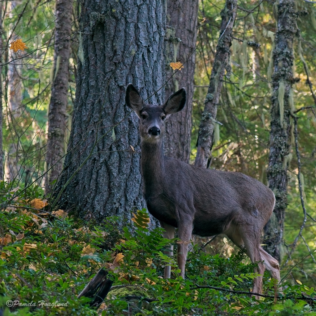 Mule Deer Doe by Pamela Hoaglund