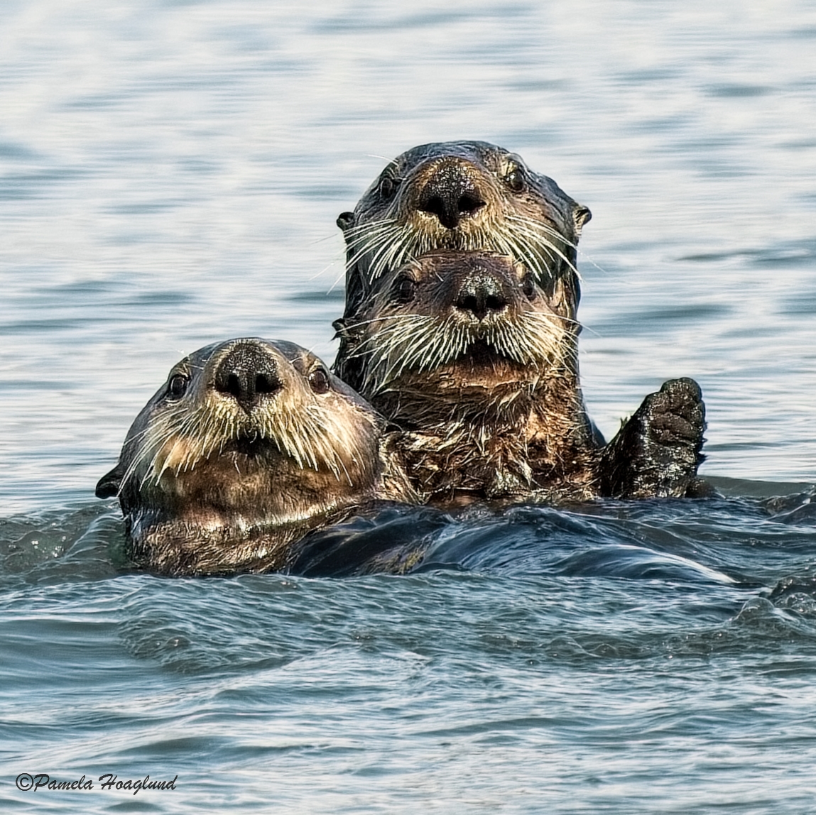 Sea Otter Family by Pamela Hoaglund