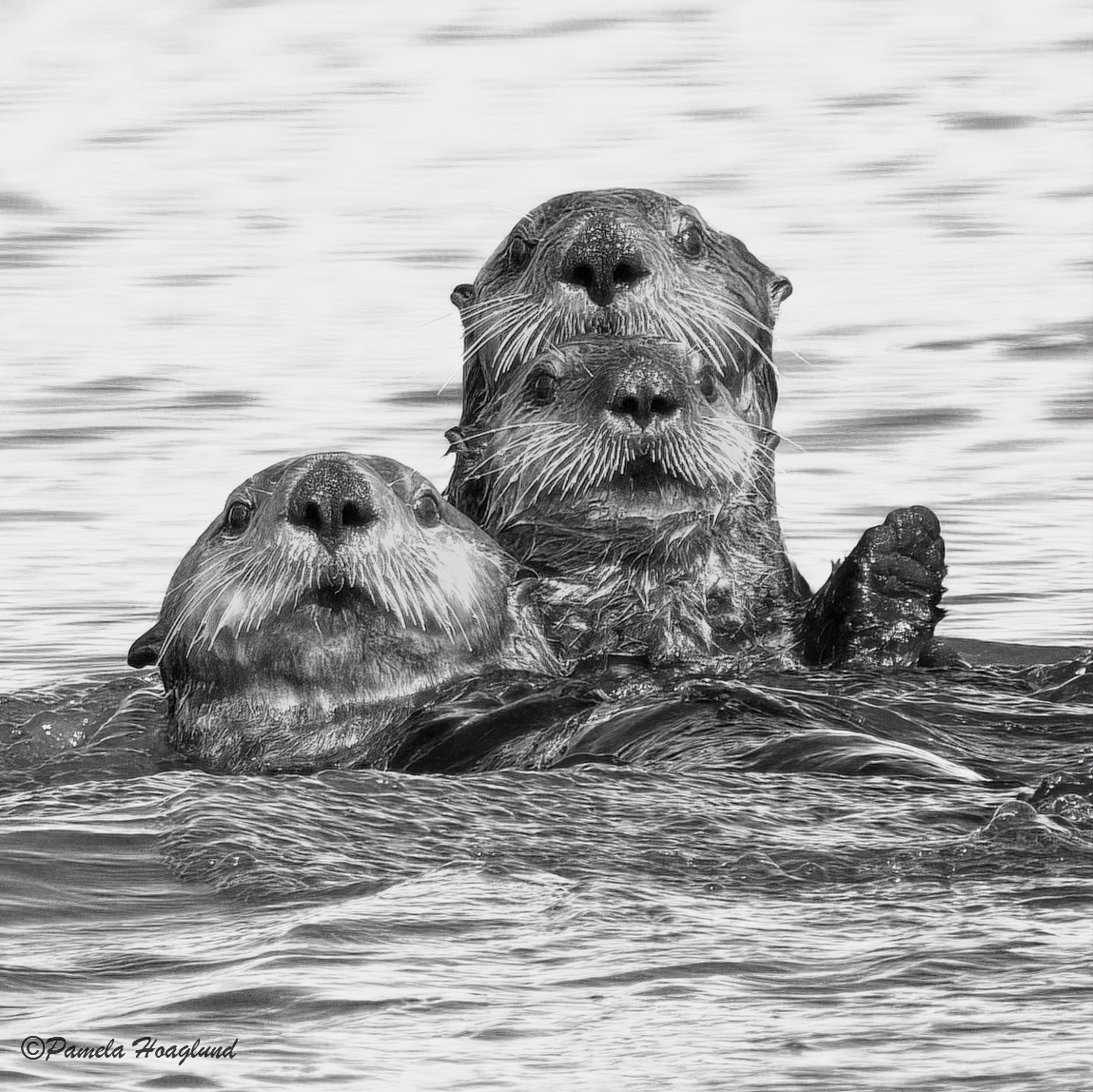 November 2025 - Pamela Hoaglund