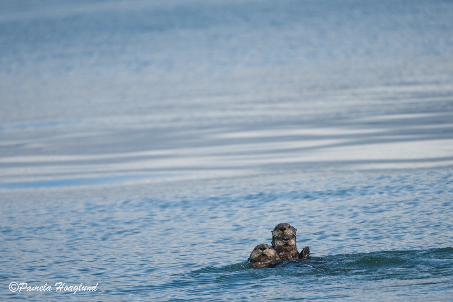 November 2025 - Pamela Hoaglund