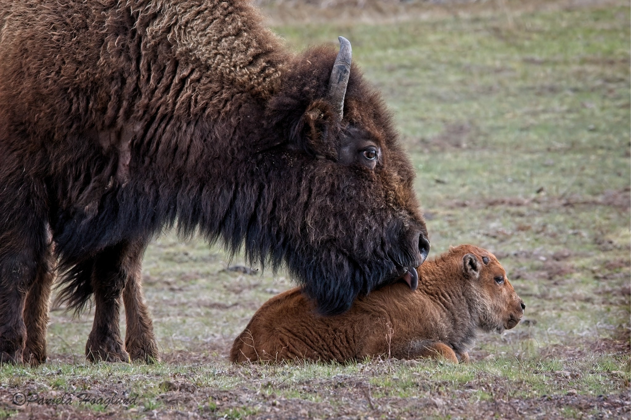 Mom and Red Dog by Pamela Hoaglund