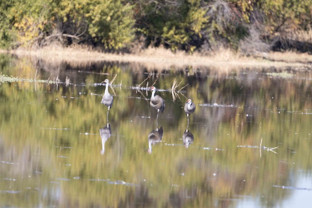 November 2025 - Polly Krauter