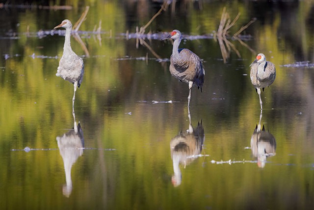 Lesser Sandhill Cranes Relaxing