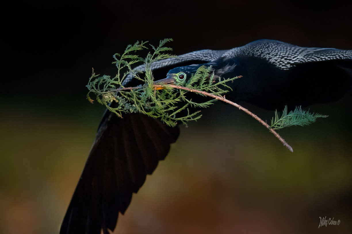 Anhinga by Mike Cohen